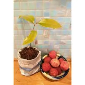 Soil Litchi Plant